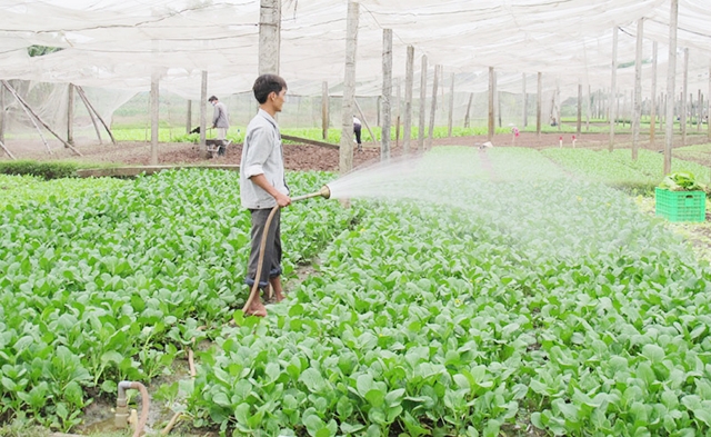 Các mô hình rau sạch trên địa bàn Hà Nội đang chú trọng giảm thiểu rác thải nhựa, bao bì nilon