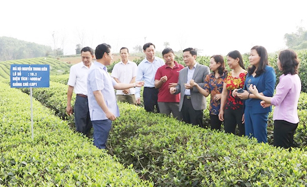 Chè Sông Cầu đang được nâng tầm nhờ sản xuất sạch