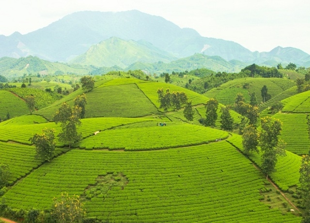 HTX Long Cốc chú trọng an toàn trong sản xuất chè