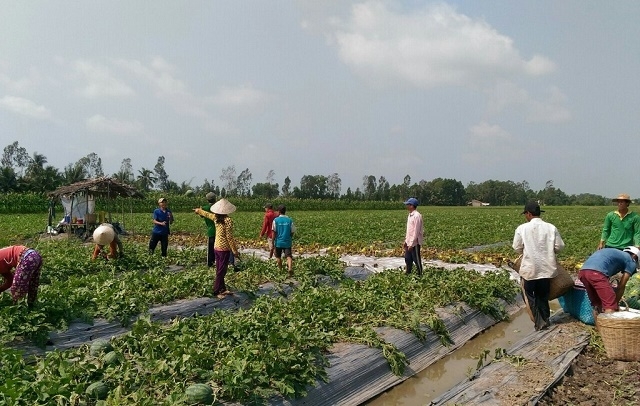 HTX chú trọng sản xuất theo hướng an toàn