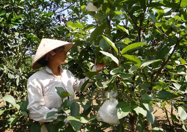 Sản xuất an toàn là một trong những điểm mạnh của HTX