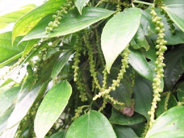 Quảng Trị chú trọng sản xuất hồ tiêu theo hướng an toàn sinh học