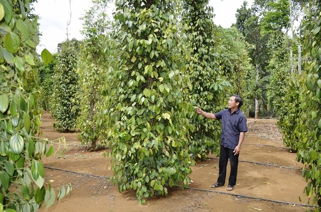 Vườn tiêu được xử lý dịch bệnh