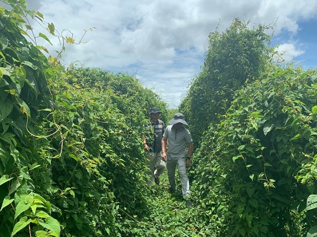 Dược liệu của HTX