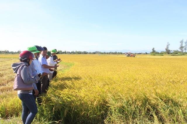 Mô hình liên kết sản xuất lúa an toàn đang phát huy hiệu quả cao