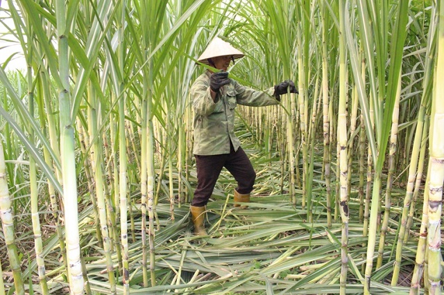HTX giúp người trồng mía vượt qua khó khăn