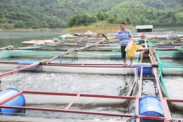 Nhiều hộ nuôi cá ở Cát Tiên đang gặt thành công lớn nhờ chăn nuôi an toàn