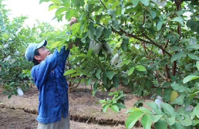 Ổi hữu cơ đang cho hiệu quả kinh tế cao