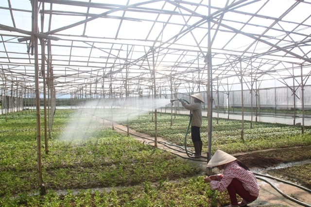 Nông nghiệp Kon Rẫy đang chuyển biến nhờ liên kết sản xuất an toàn
