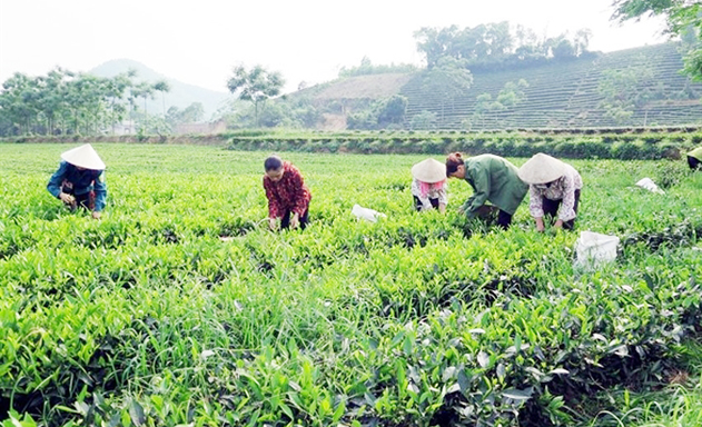 Nhờ sản xuất an toàn, các HTX tại Tây Hòa đang bứt lên
