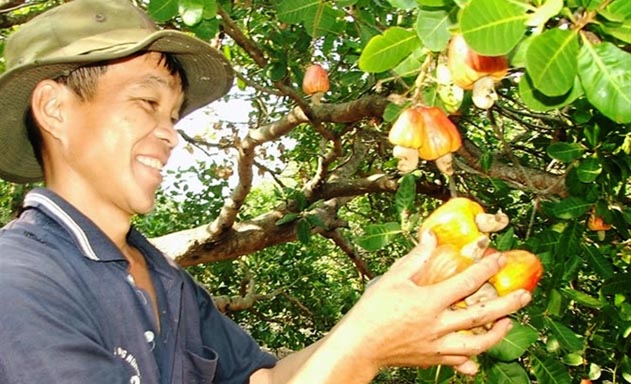 Trồng điều sạch là hướng đi tất yếu của các HTX ở Bình Phước