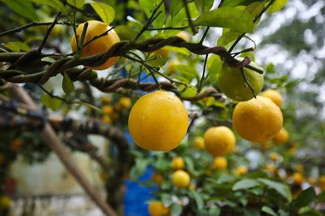 Cây ăn quả là hướng đi mới ở Ia Bă