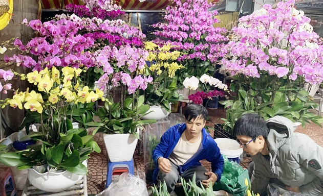 Lan hồ điệp được bày bán tại chợ hoa Quảng Bá (Hà Nội)