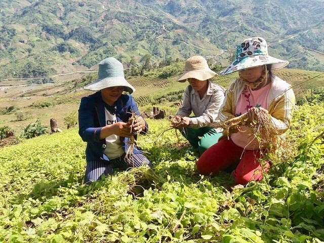 Các mô hình liên kết doanh nghiệp, HTX, nông dân đang mở ra hướng đi bền vững