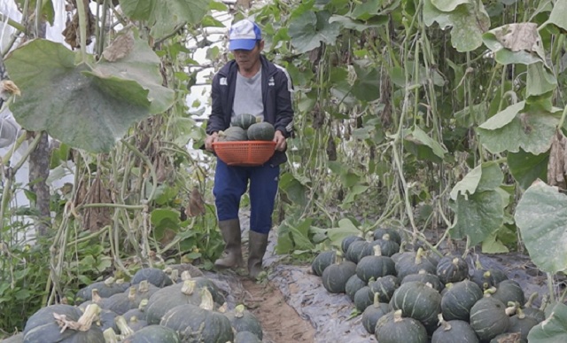 Bí Nhật đang cho hiệu quả cao nhờ sản xuất an toàn