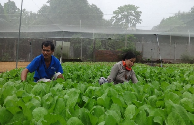Cải ngồng đang cho thu nhập cao