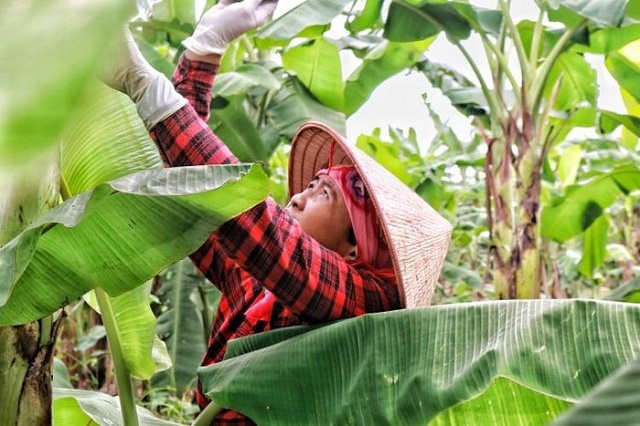 Trồng chuối vừa cho giá trị kinh tế, vừa bảo vệ môi trường