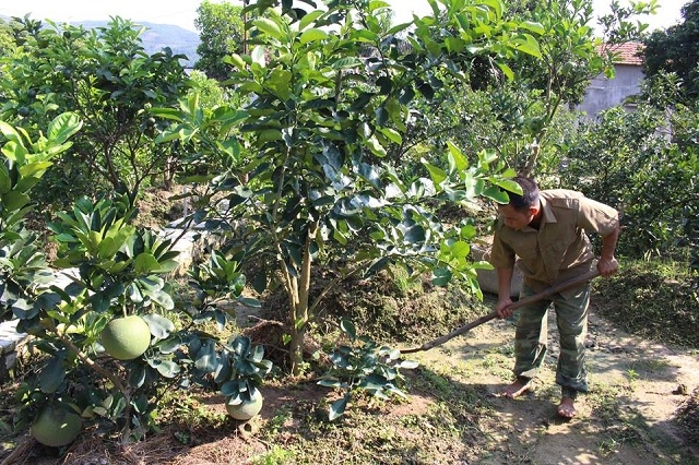 Chuyển hướng sang trồng cây ăn quả đang là hướng đi tiềm năng