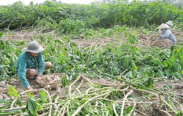 Đồng Xuân sẽ đẩy mạnh phát triển các cây thế mạnh