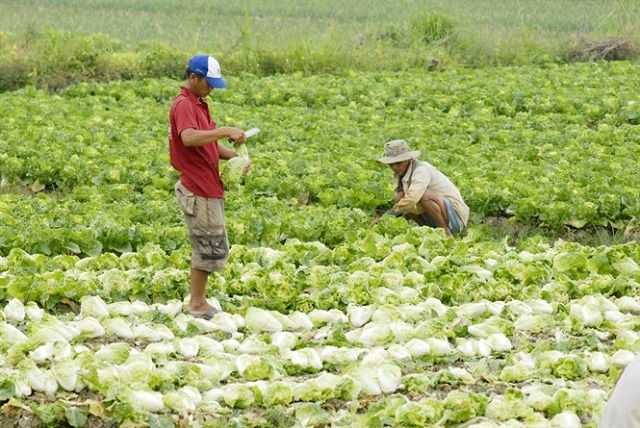 An Giang chú trọng sản xuất an toàn, hữu cơ để bảo vệ môi trường