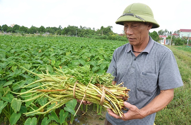 Ngó khoai sạch được thị trường ưa chuộng