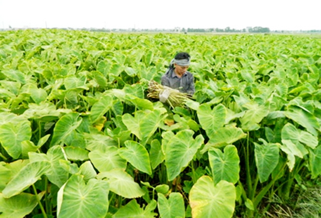 Cây khoai ngó đang nhân rộng trên địa bàn xã Lê Hồng