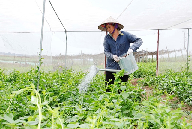 Rau an toàn cho hiệu quả cao ở Vĩnh Tường