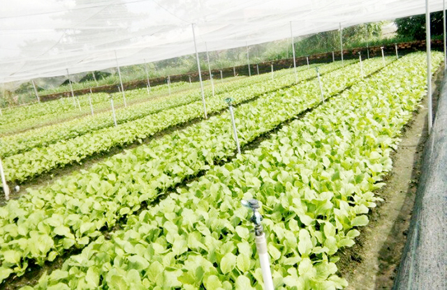 Vĩnh Tường sẽ mở rộng mô hình để mang lại lợi ích cho người dân