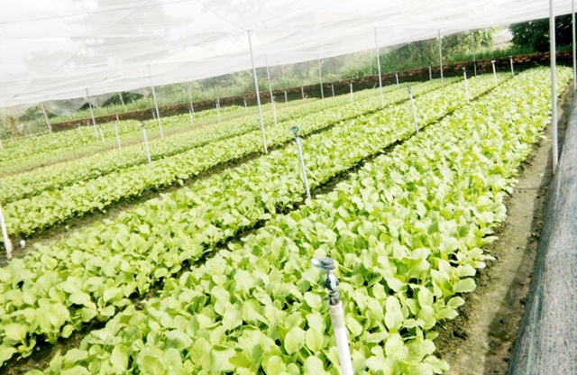 Vĩnh Tường sẽ mở rộng mô hình để mang lại lợi ích cho người dân