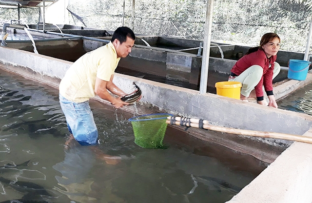 Đam Rông đang là điểm sáng nuôi cá nước lạnh ở Lâm Đồng