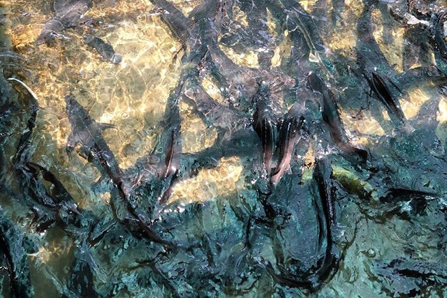 Cá nước lạnh đang có giá trị cao