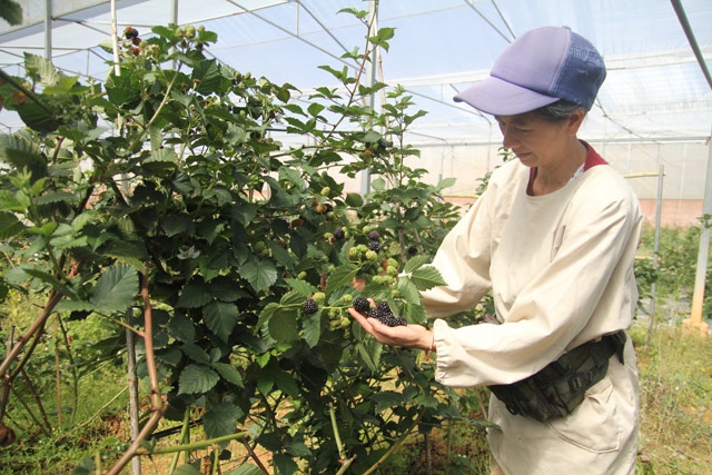 HTX Minh Thọ Organic trồng phúc bồn tử phục vụ cho doanh nghiệp chế biến