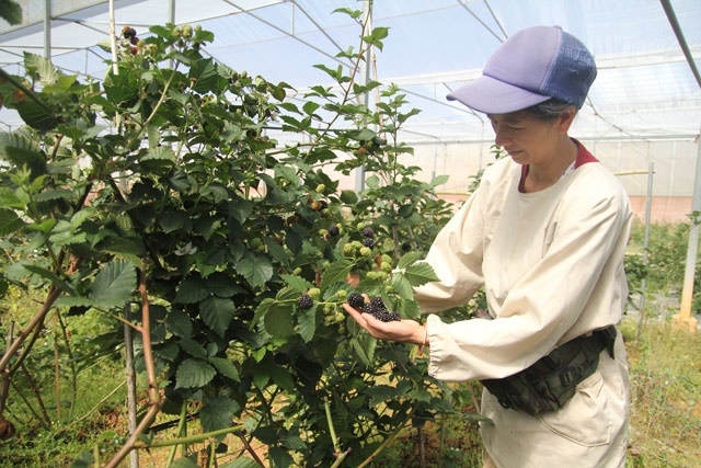 HTX Minh Thọ Organic trồng phúc bồn tử phục vụ cho doanh nghiệp chế biến