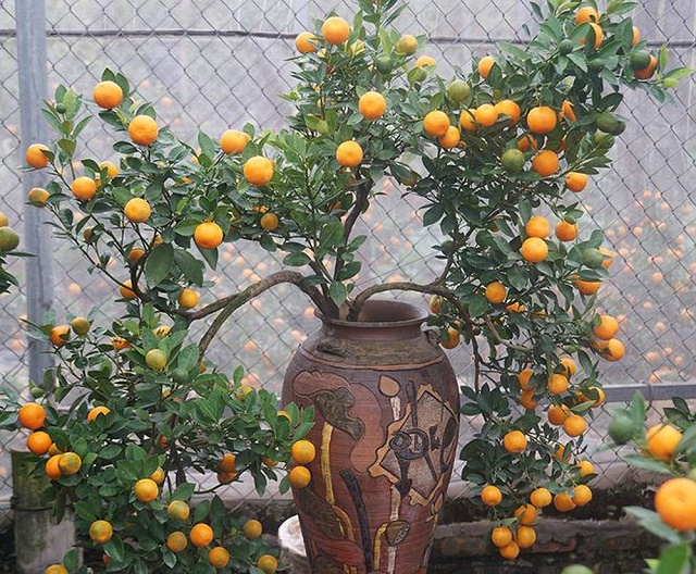 Nhiều cây quất ở Tứ Liên có giá tiền triệu