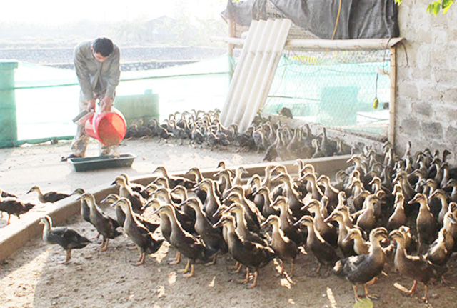 Vịt Thượng Lâm đang được phát triển theo hướng VietGAP