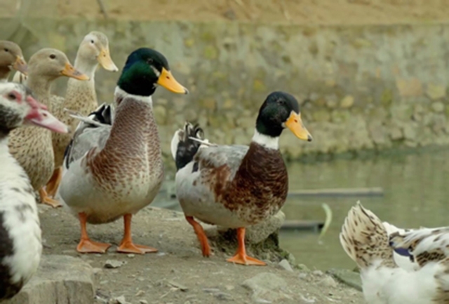 Nhờ chăn nuôi sạch, vịt Thượng Lâm có chất lượng cao
