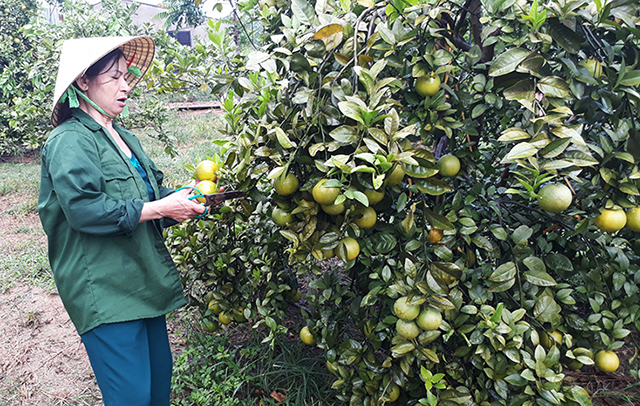 HTX có vai trò quan trọng trong quá trình chuyển đổi cơ cấu cây trồng tại Bố Trạch
