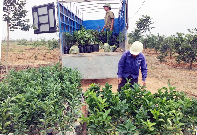 Hiệu quả của các HTX góp phần thúc đẩy nông nghiệp huyện Bố Trạch