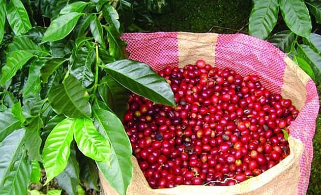 Giá cà phê vẫn tiếp tục giảm trong những tuần đầu tiên của năm 2020