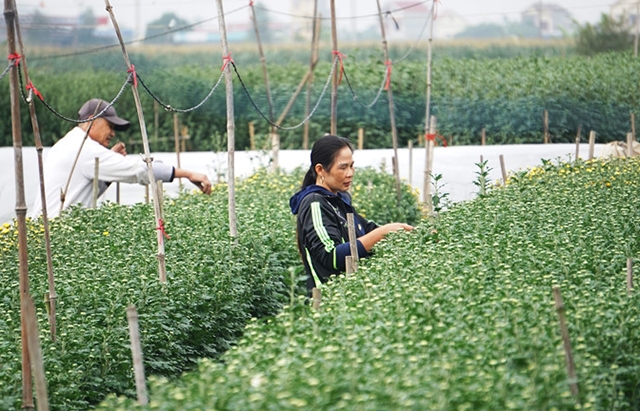 HTX đang phát triển theo hướng hiện đại gắn với bảo vệ môi trường