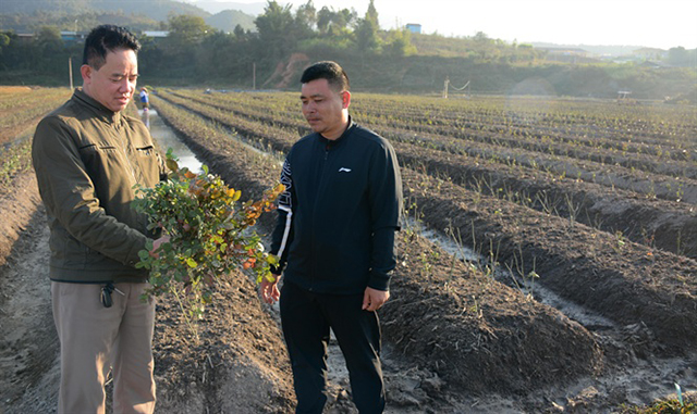 HTX hoa Nậm Khắt đang dần khẳng định vai trò tại địa phương