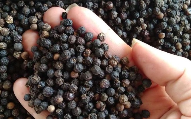 Ngày 15/1/2020, giá hồ tiêu đi ngang tại các địa phương trọng điểm Tây Nguyên và miền Nam.(Ảnh Internet)