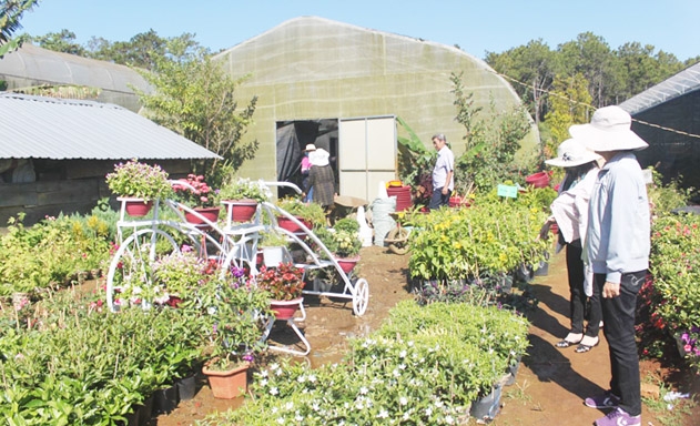 HTX Rau hoa xứ lạnh Thanh niên Măng Đen cung ứng nhiều loại hoa trong các dịp lễ, Tết