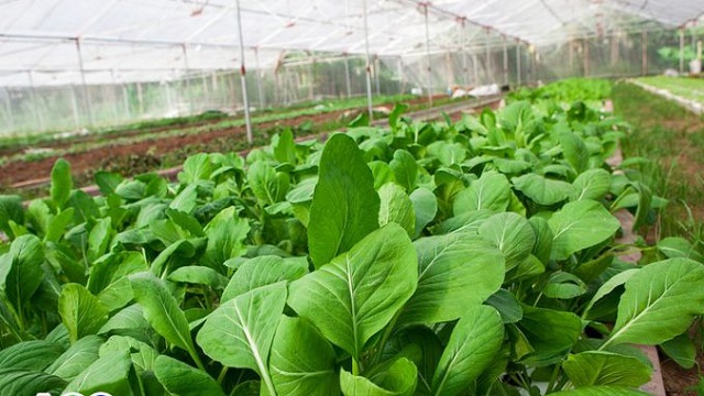 HTX Ngọc Bộ chú trọng chất lượng sản phẩm