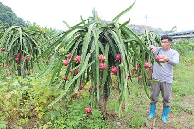 Thanh long ruột đỏ được HTX trồng theo hướng an toàn