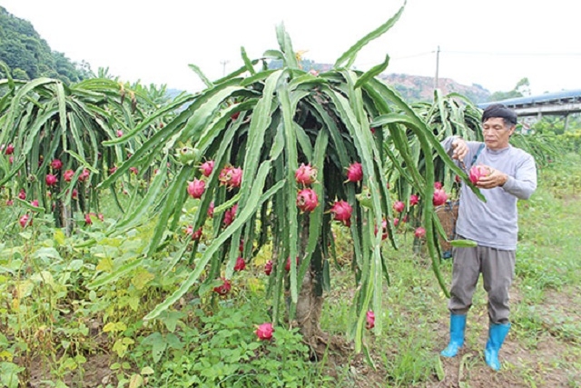 Thanh long ruột đỏ được HTX trồng theo hướng an toàn