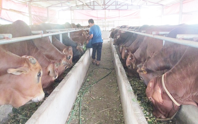 Bò vỗ béo đang cho thu nhập khá cao tại Hòa Sơn