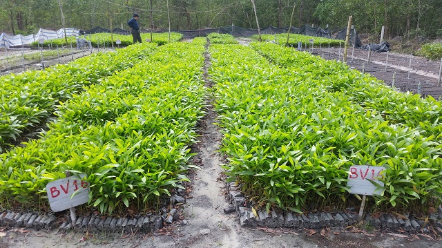 Vườn ươm giống keo thân thiện với môi trường