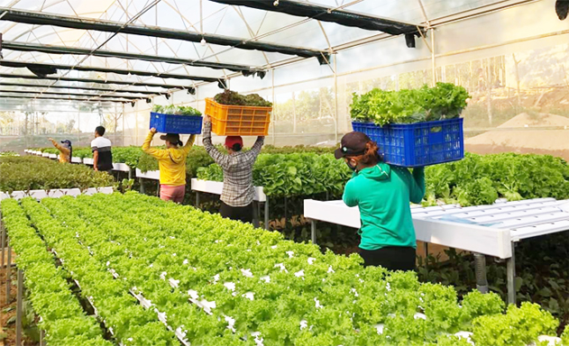 HTX BB Farm đang là điểm sáng nông nghiệp an toàn tại Sơn Hòa