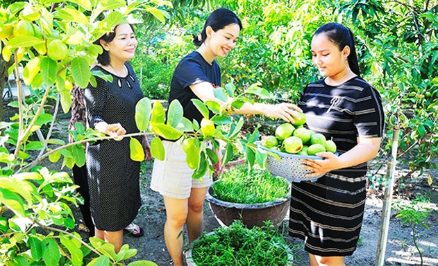 HTX Hồ Lộc đang thành công với mô hình vườn sinh thái